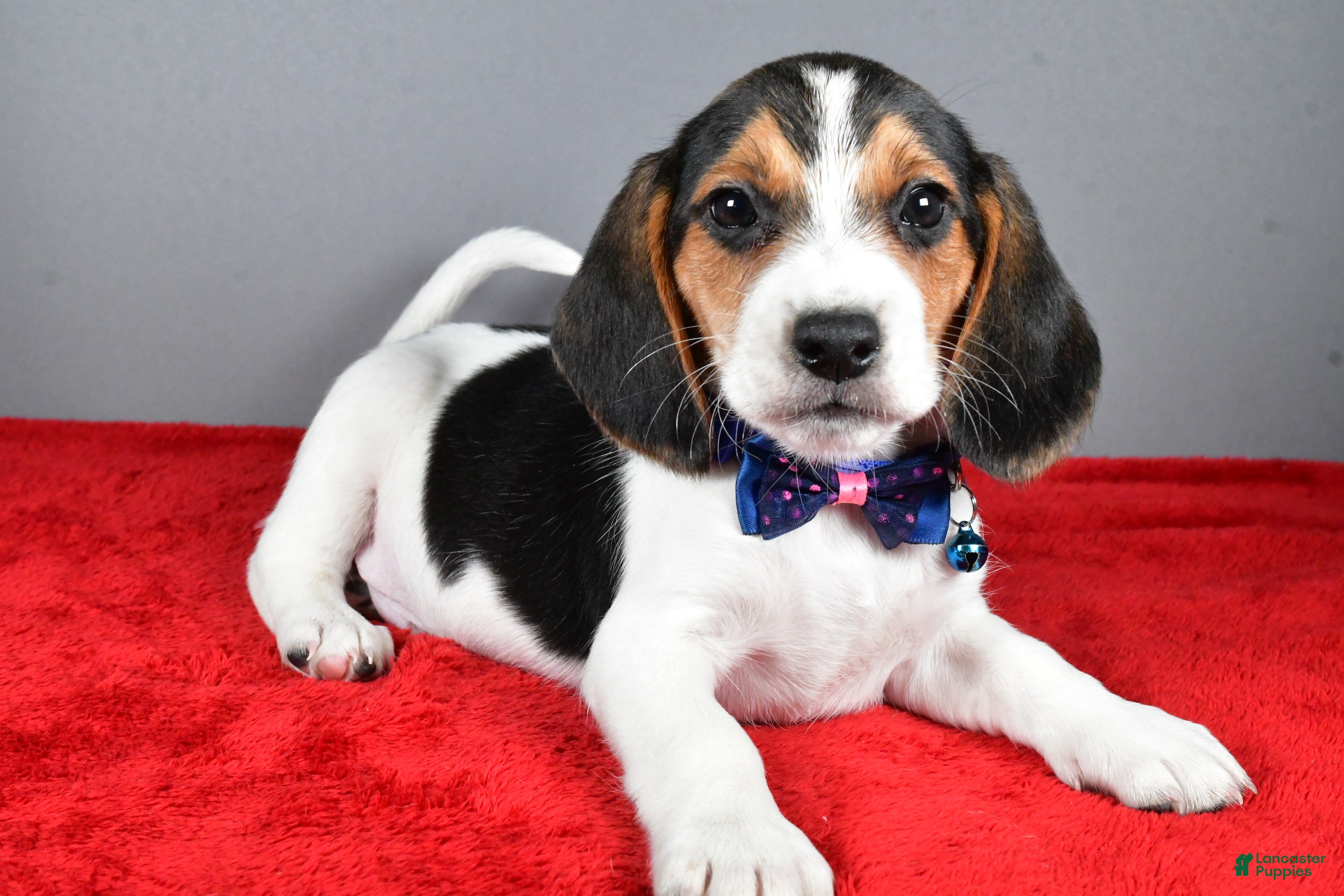 Beagle dogs Jairo - Ad 31