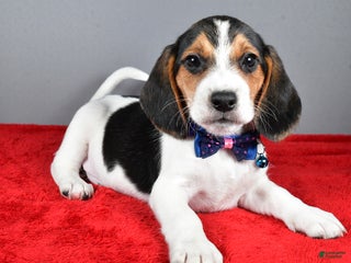 Beagle dogs Jairo - Ad 17