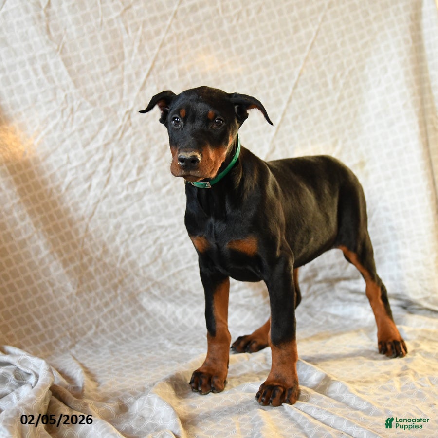 Doberman Pinscher dogs Raindrop - Ad 2