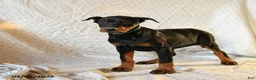 Doberman Pinscher dogs for sale: Raindrop - Ad 3