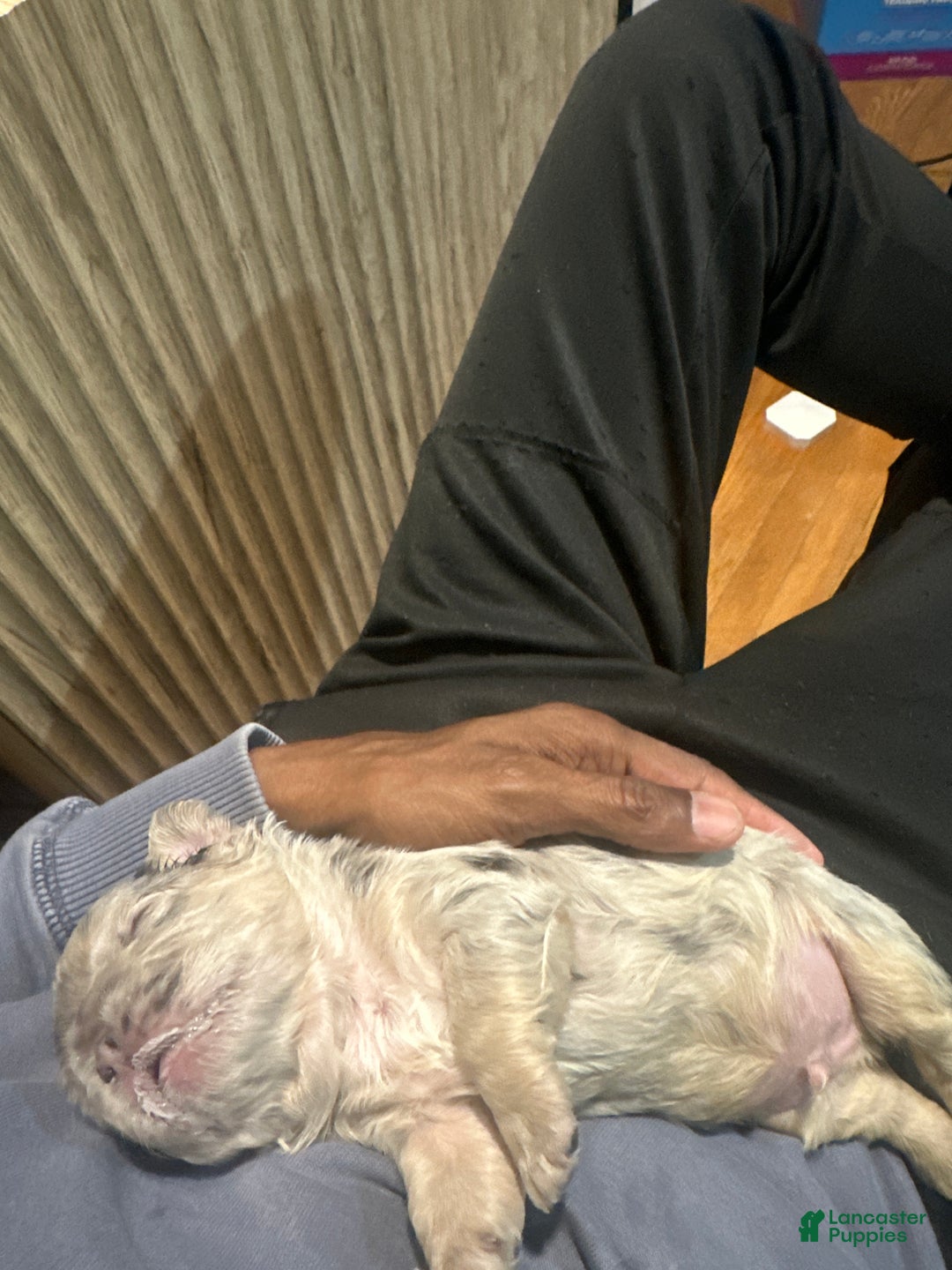 French Bulldog dogs for sale: French Bulldog Puppy 3 - Ad 4