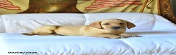 Labrador Retriever dogs for sale: Rover - Ad 4