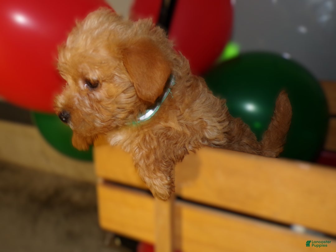 Pomapoo dogs for sale: Pomapoo Dutch - Ad 2