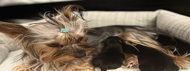 Ollie