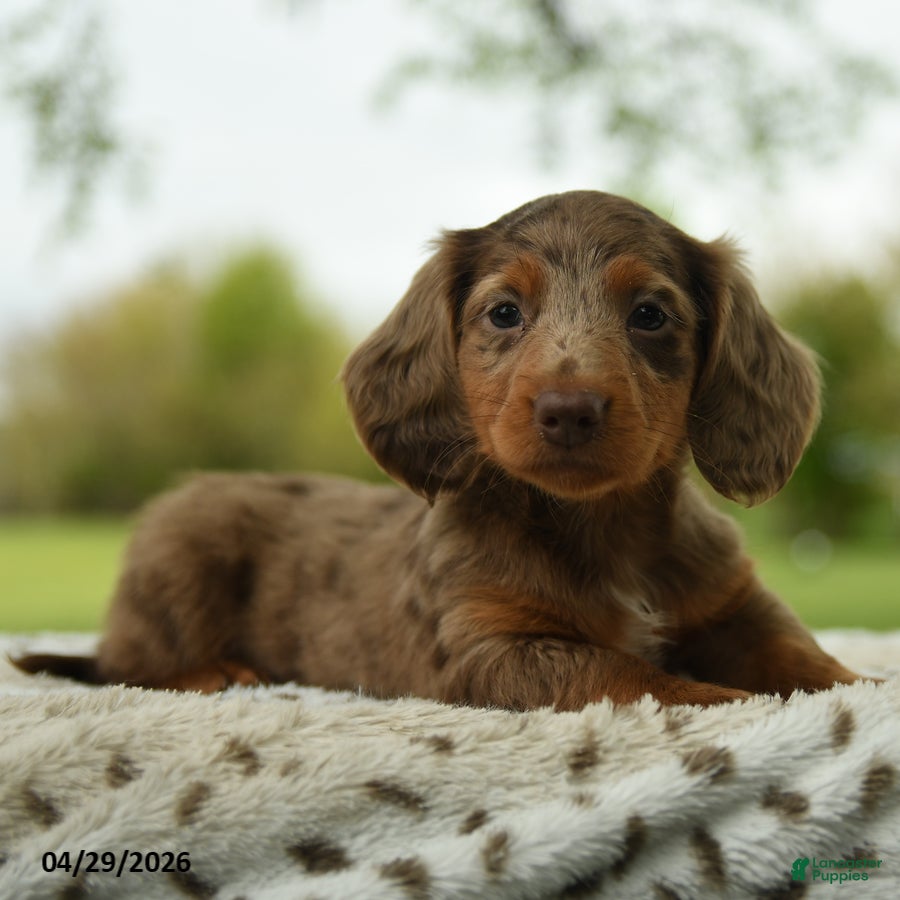 Miniature Dachshund dogs for sale: Freddy - Ad 3