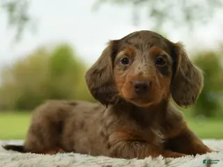 Miniature Dachshund dogs for sale: Freddy - Ad 3