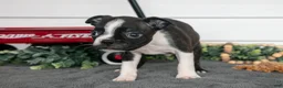Boston Terrier dogs for sale: Snickers - Ad 3