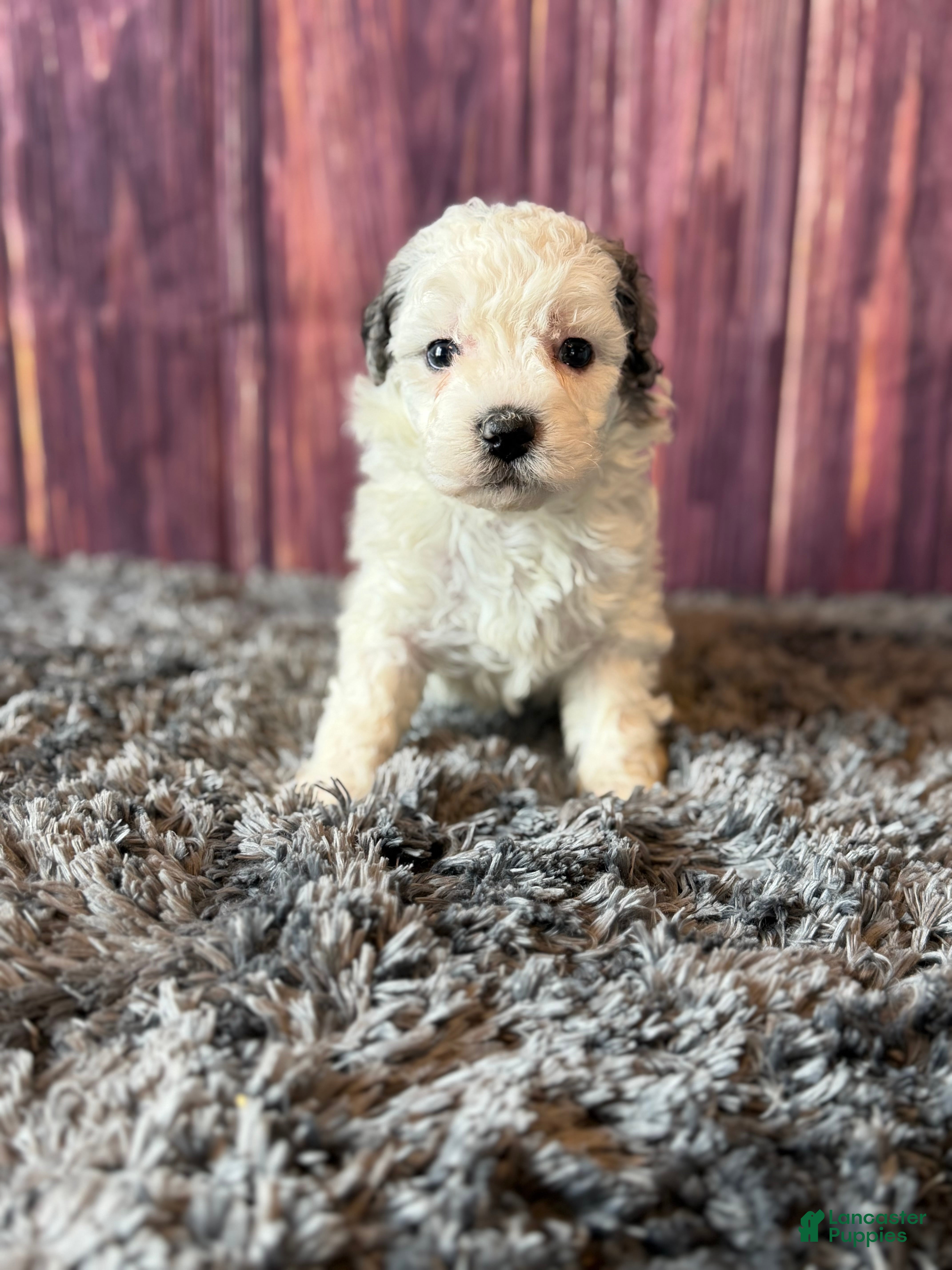 Maltipoo dogs Sawyer - Ad 1