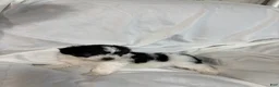 Havanese dogs for sale: Freddy - Ad 3