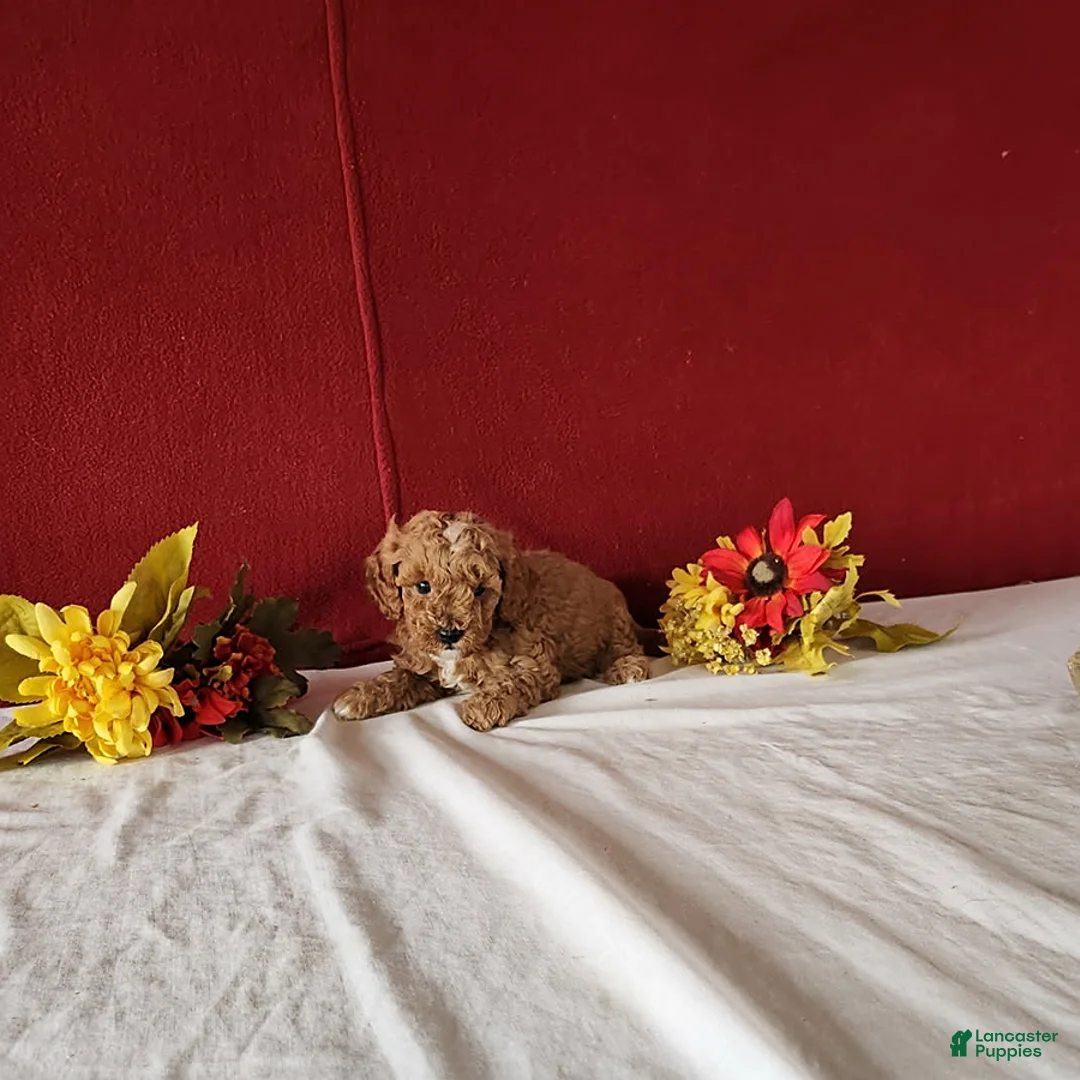 Cavapoo dogs for sale: Tribute - Ad 7