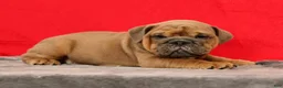 English Bulldog dogs for sale: Samson - Ad 5