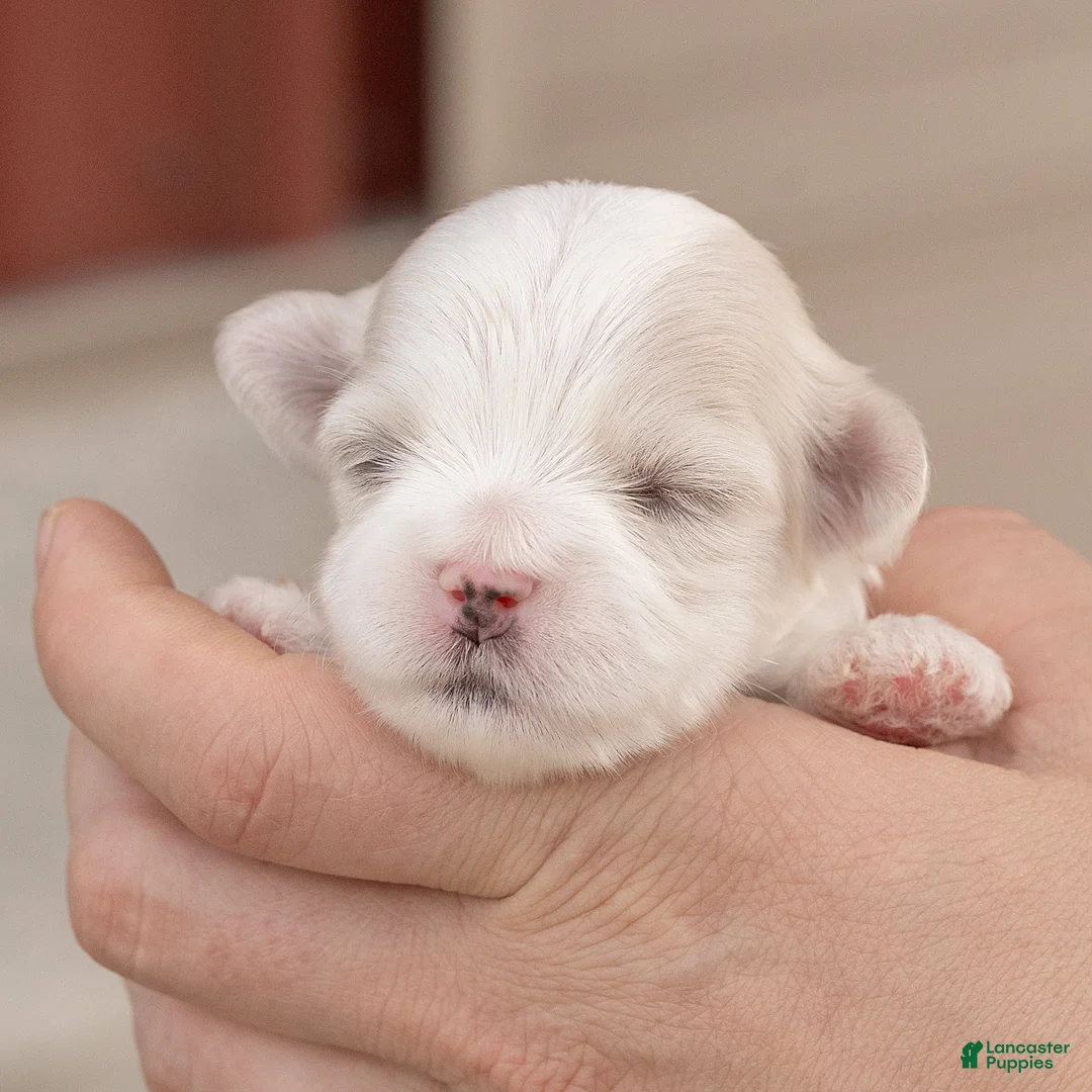 Maltese dogs for sale: Pearl Maltese  - Ad 1
