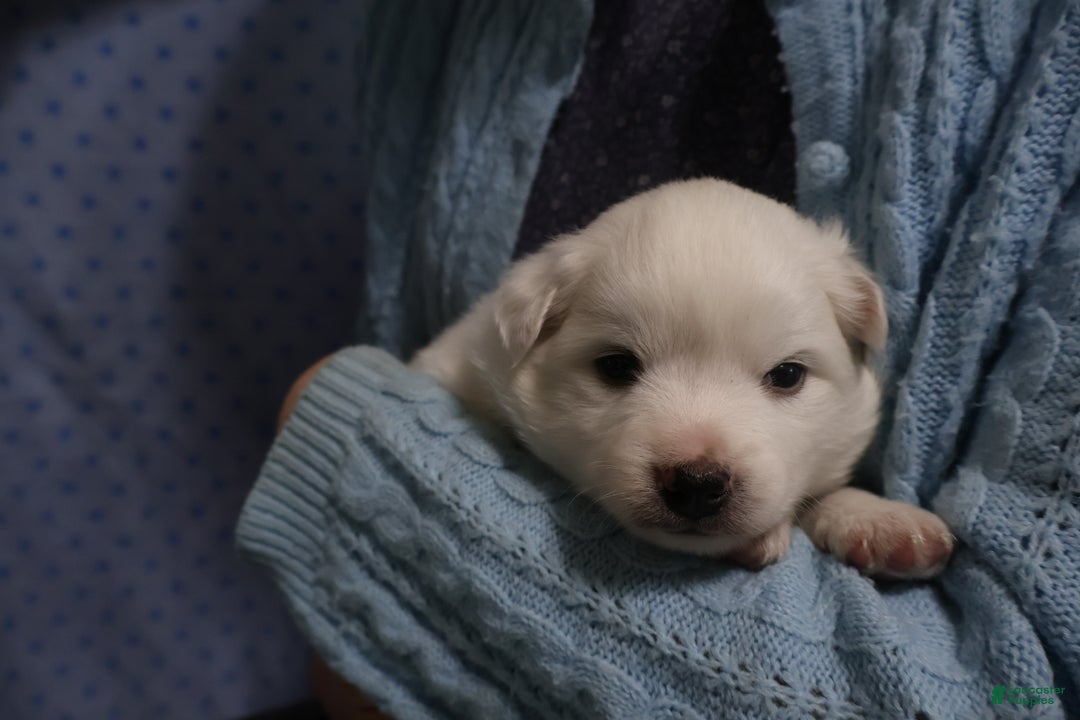American Eskimo dogs for sale: Axel - Ad 3