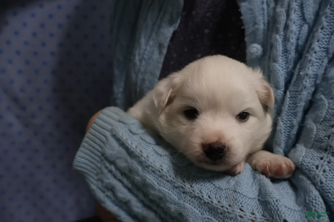 American Eskimo dogs for sale: Axel - Ad 5