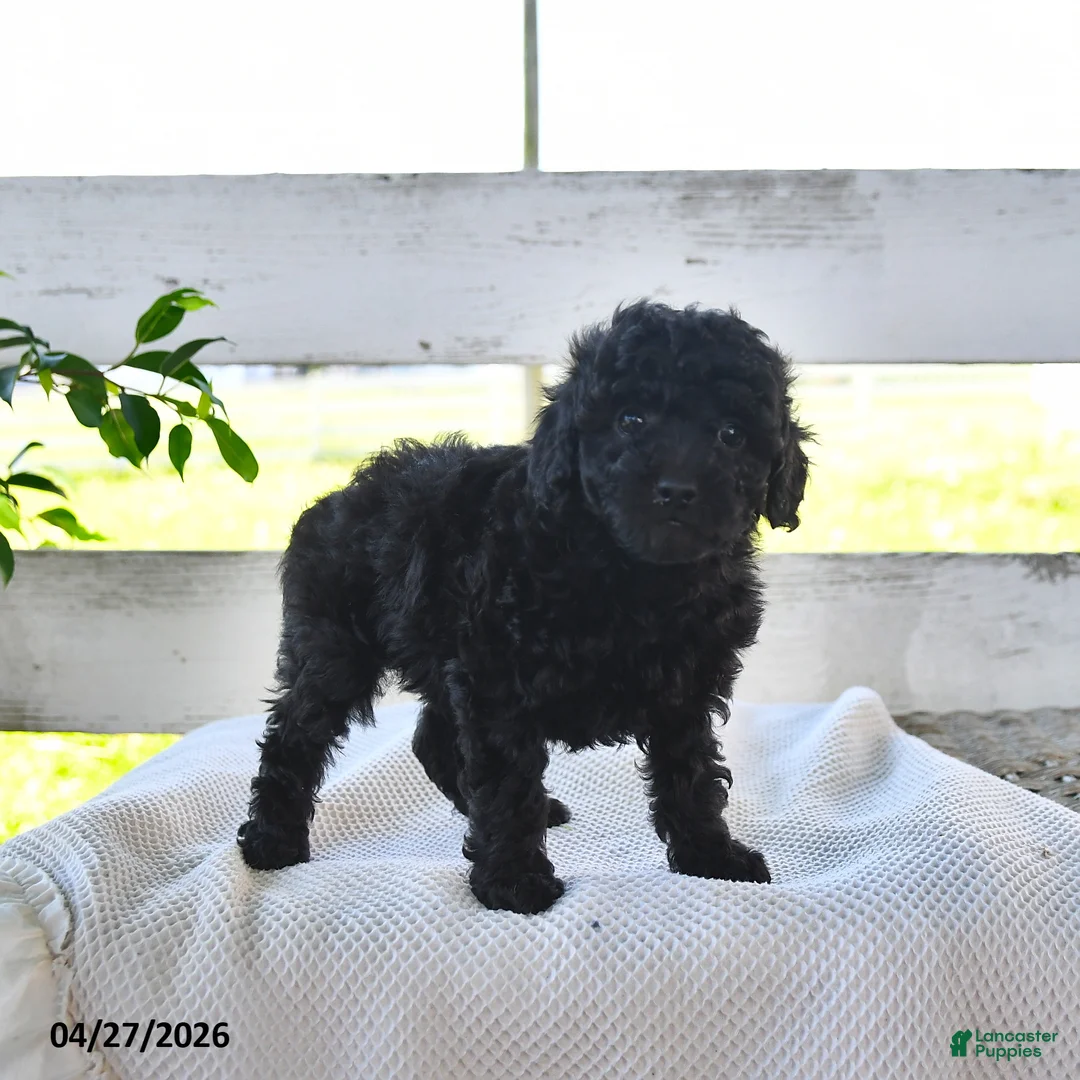 Miniature Poodle dogs for sale: Blackie - Ad 1
