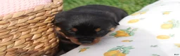 Rottweiler dogs for sale: Abby - Ad 3