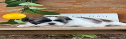 Shih Tzu dogs for sale: Queenie Shih Tzu  - Ad 13