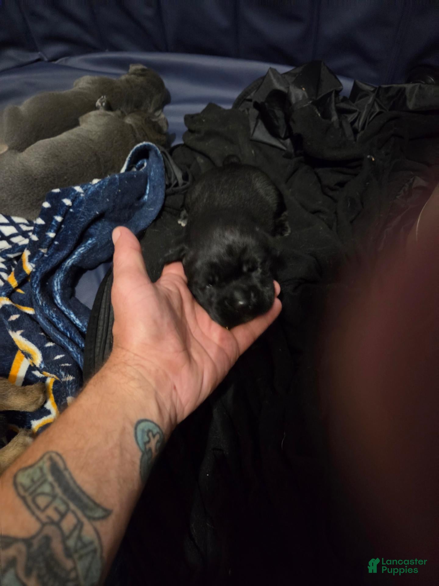 Cane Corso dogs Cane Corso 6 - Ad 6