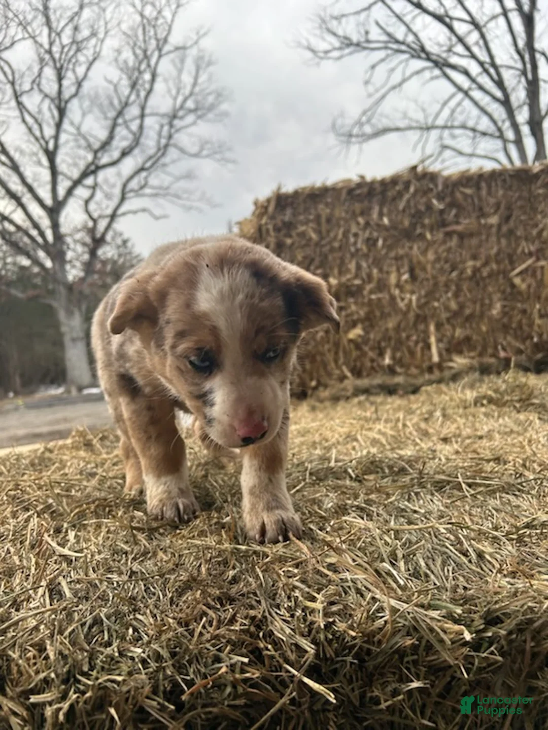 Australian Shepherd dogs for sale: Chief - Ad 3
