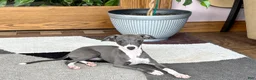 Italian Greyhound dogs for sale: Italian Greyhound 4 blue girl  - Ad 11