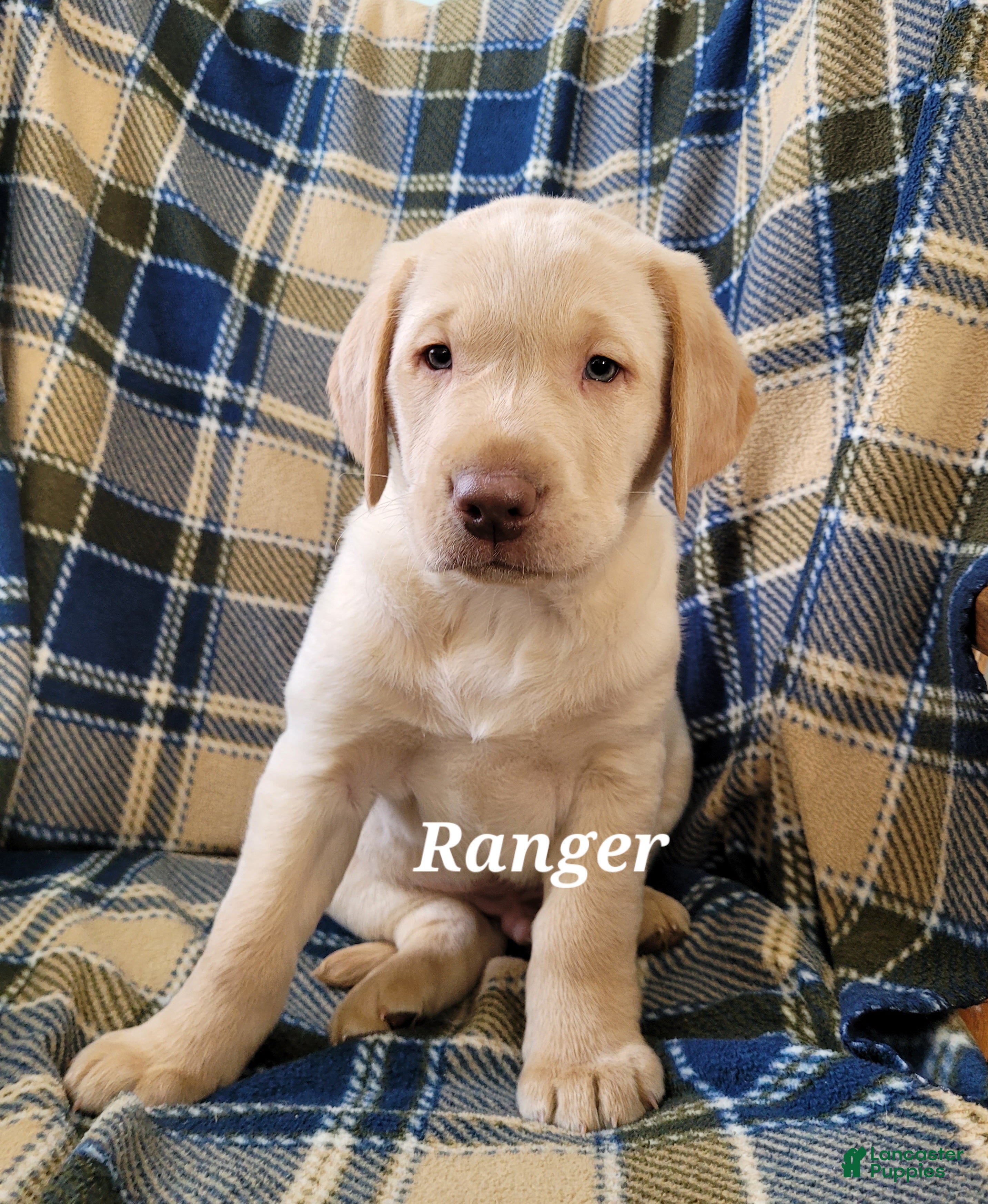 Labrador Retriever dogs Ranger  - Ad 1