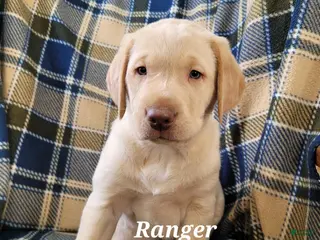 Labrador Retriever dogs for sale: Ranger - Ad 2