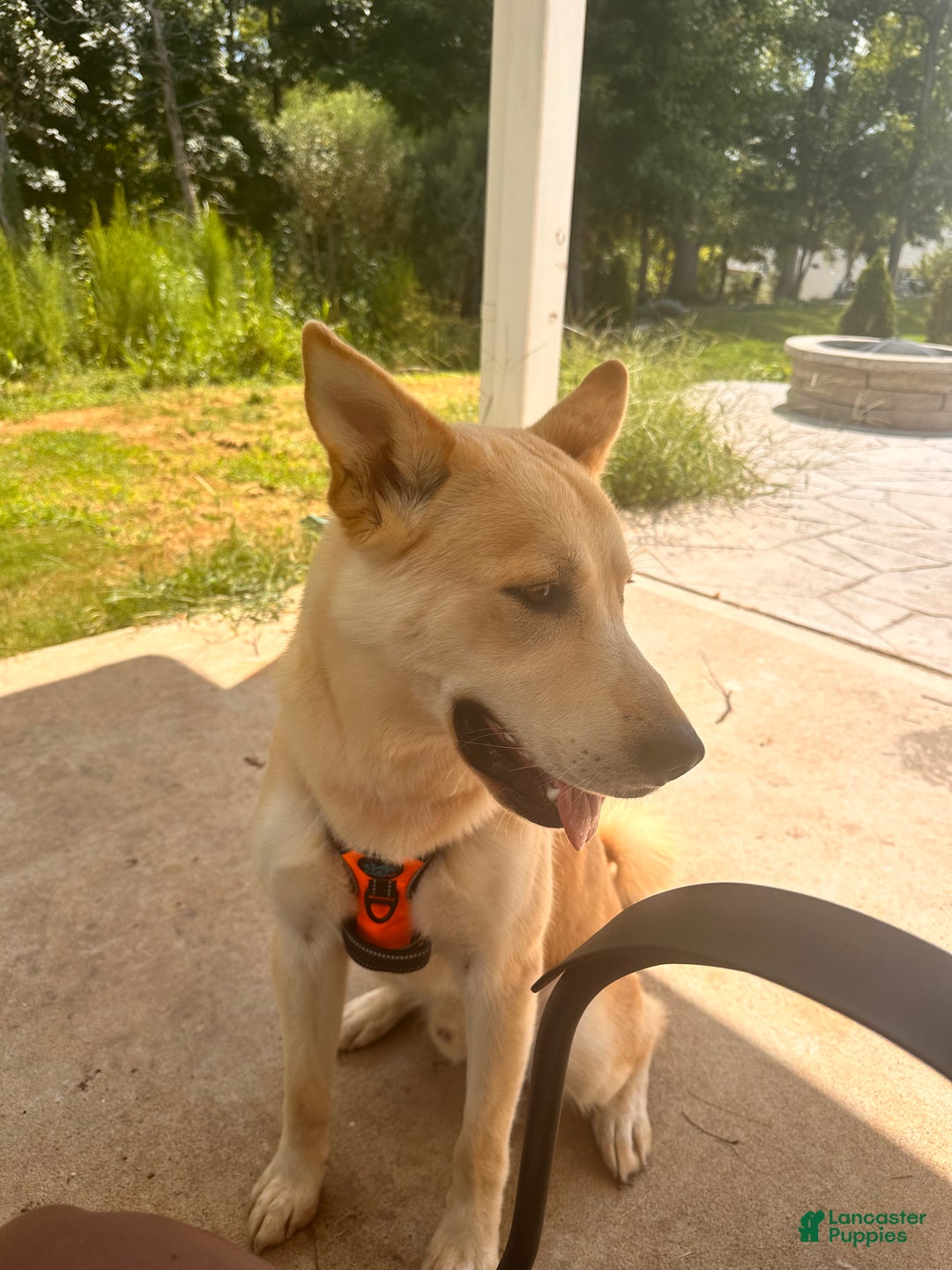 Mixed Breed dogs for sale: Bluey  - Ad 1