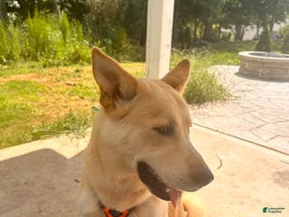 Mixed Breed dogs Bluey - Ad 5