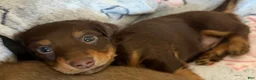 Dachshund dogs for sale: Dallas - Ad 6