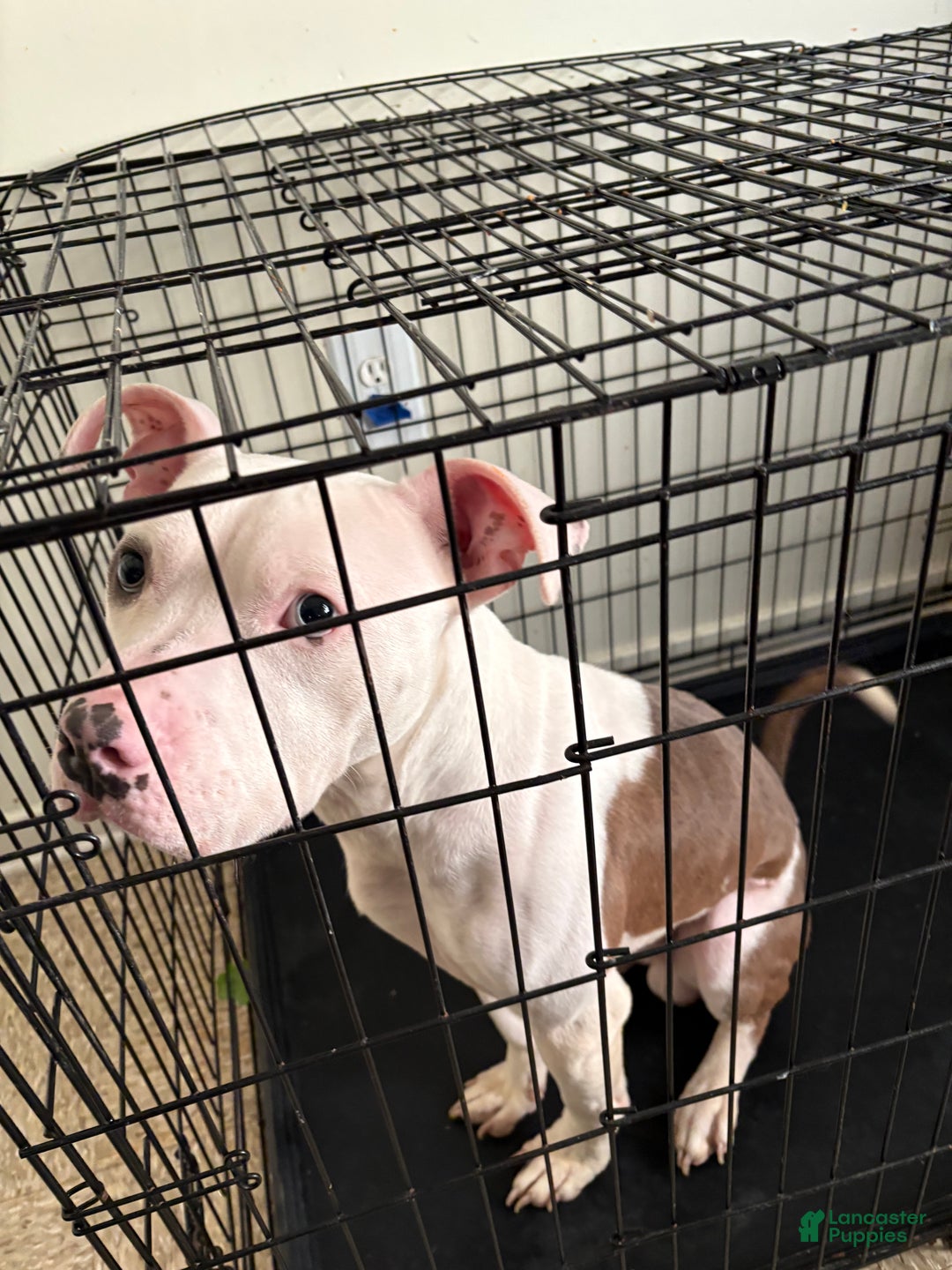 Mixed Breed dogs for sale: Mixed Breed Puppy 1 - Ad 2