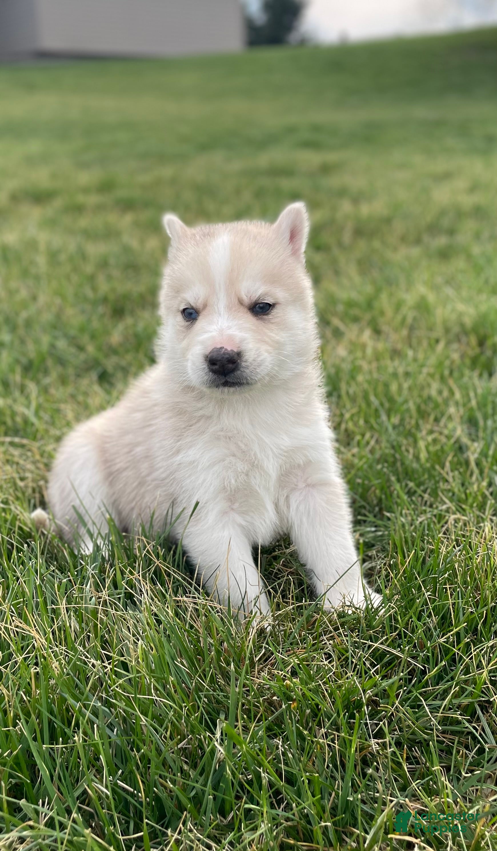 Gerberian Shepsky dogs Oliver  - Ad 1