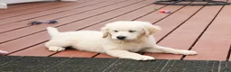 Golden Retriever dogs for sale: Cecily - Ad 7