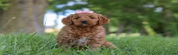 Mini Goldendoodle dogs for sale: Bonny - Ad 1
