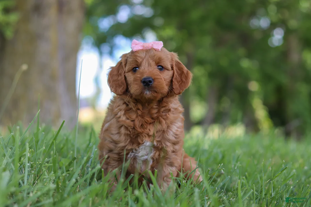 Mini Goldendoodle dogs for sale: Bonny - Ad 1