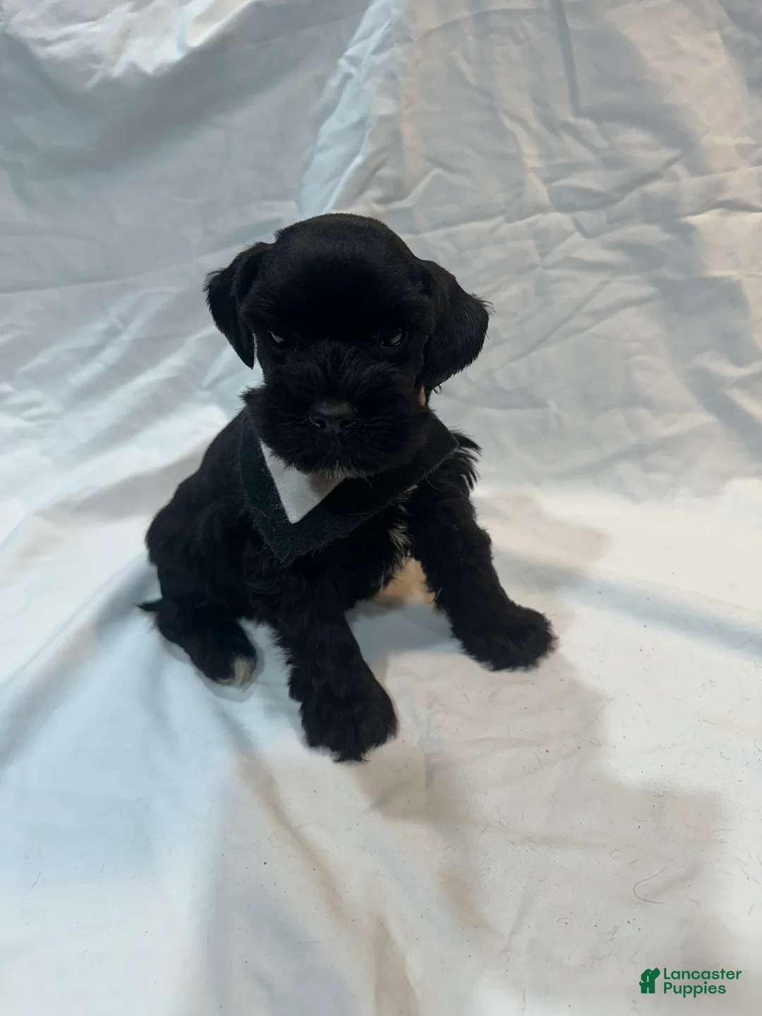 Miniature Schnauzer dogs for sale: Blake - Ad 3