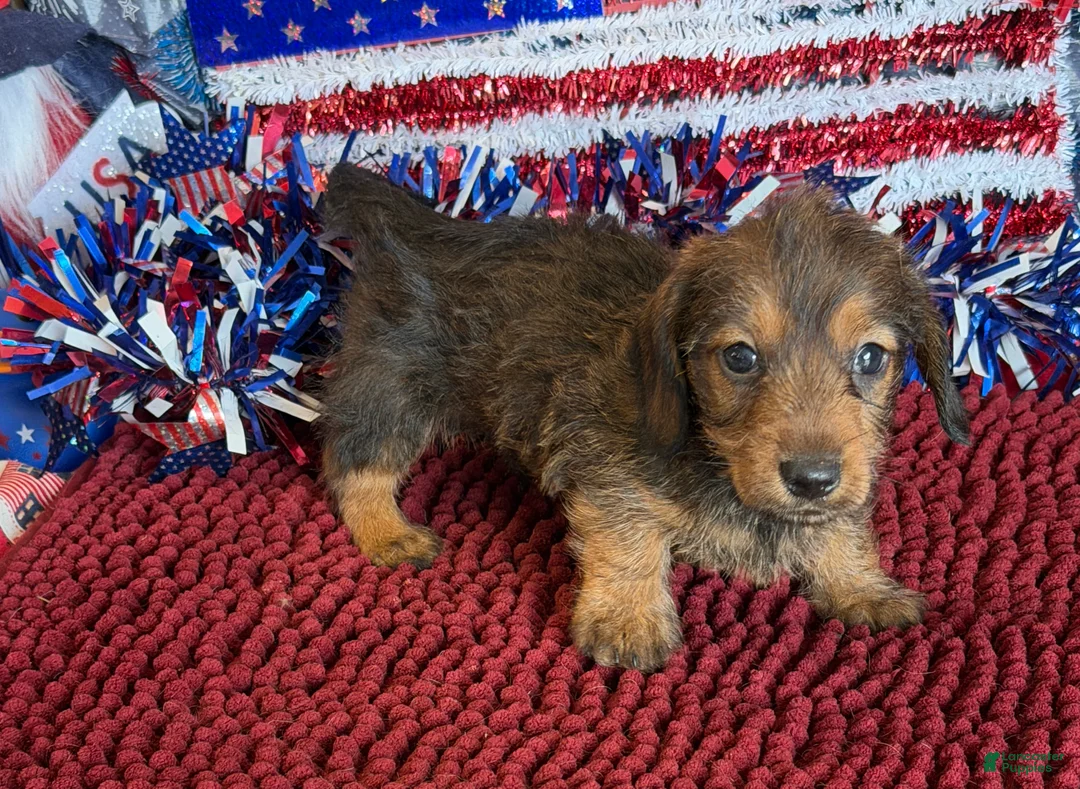 Dachshund dogs for sale: Sammy Wire - Ad 2