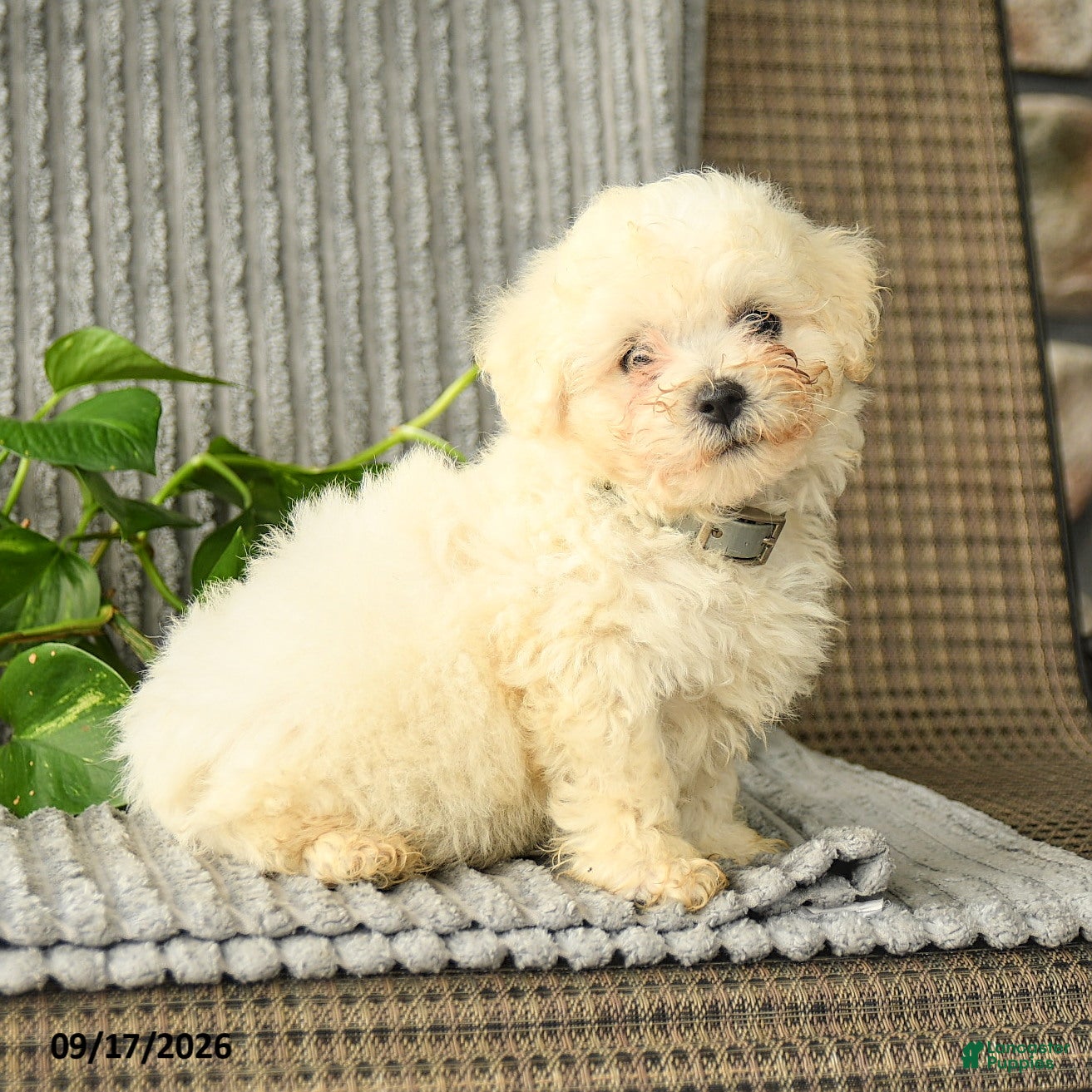 Bichpoo dogs Benji - Ad 2