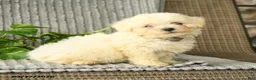 Bichpoo dogs for sale: Benji - Ad 2