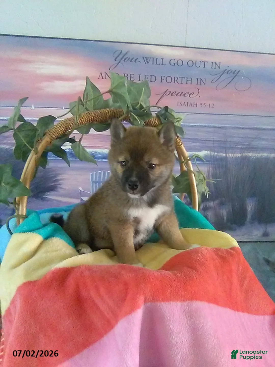 Shiba Inu dogs for sale: Sherry - Ad 2
