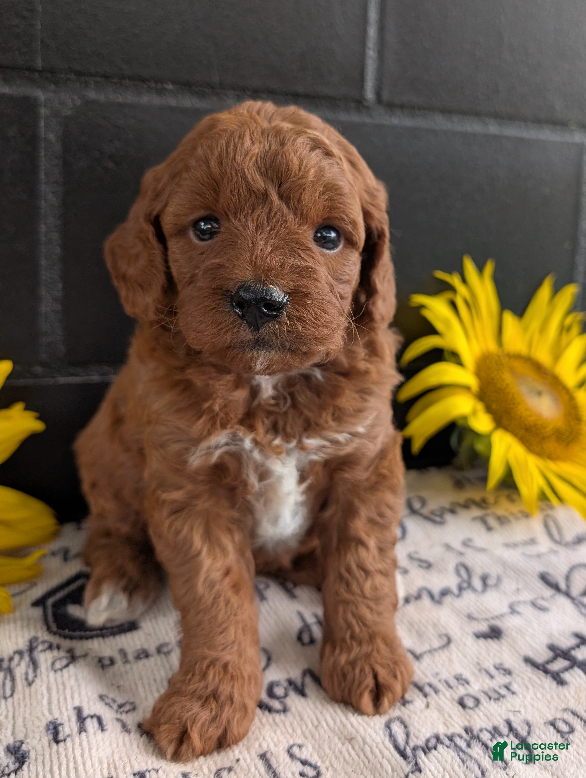 Mini Goldendoodle dogs Mini -Kandi - Ad 2
