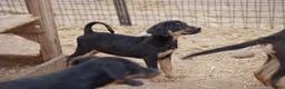 Mixed Breed dogs for sale: Doberdane Blk/Rst F - Ad 6