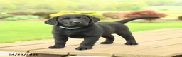 Labrador Retriever dogs for sale: Blake - Ad 3