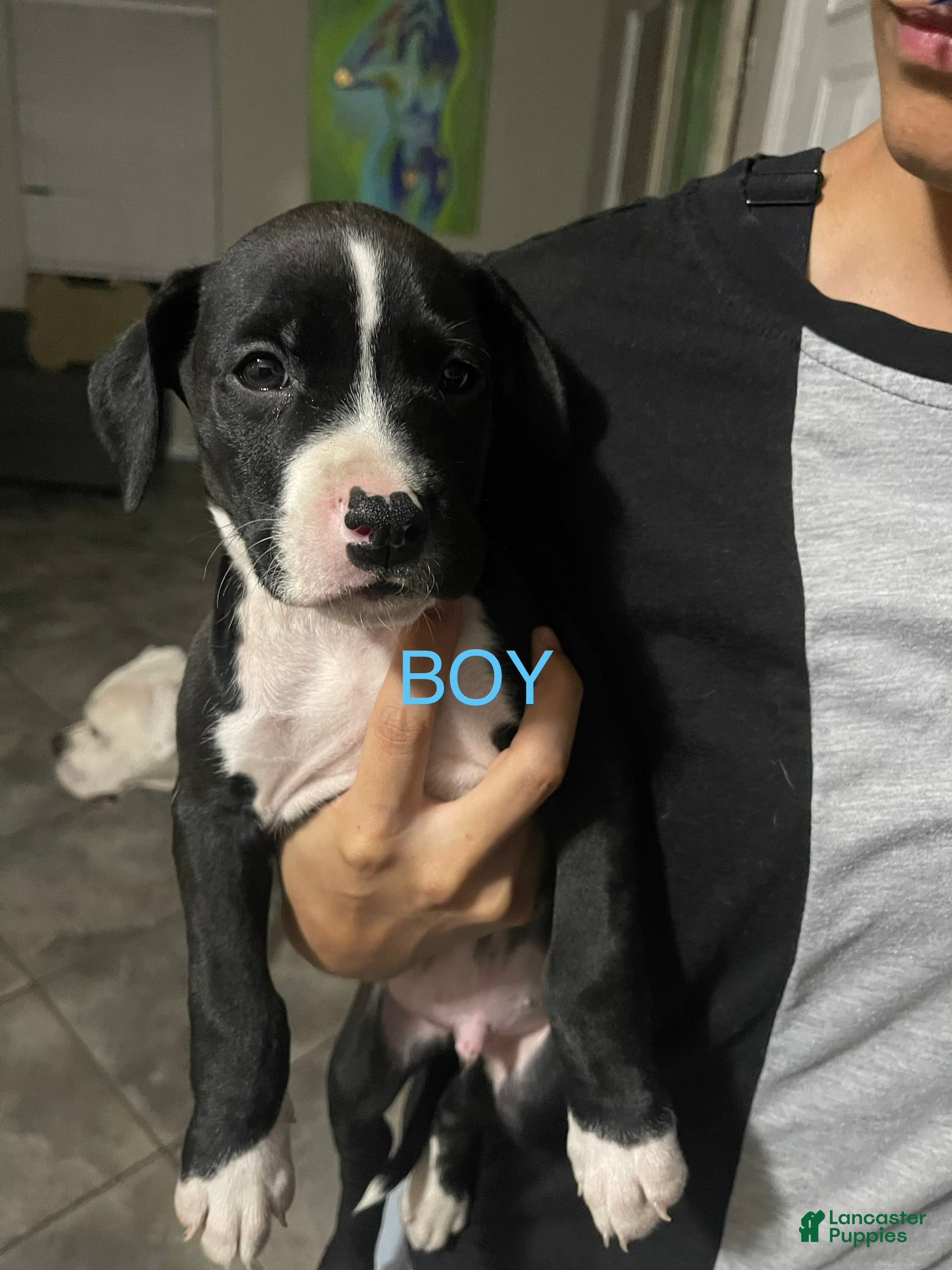 Mixed Breed dogs for sale: Mixed Breed 2 - Ad 26