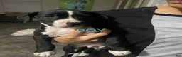 Mixed Breed dogs for sale: Mixed Breed 2 - Ad 1