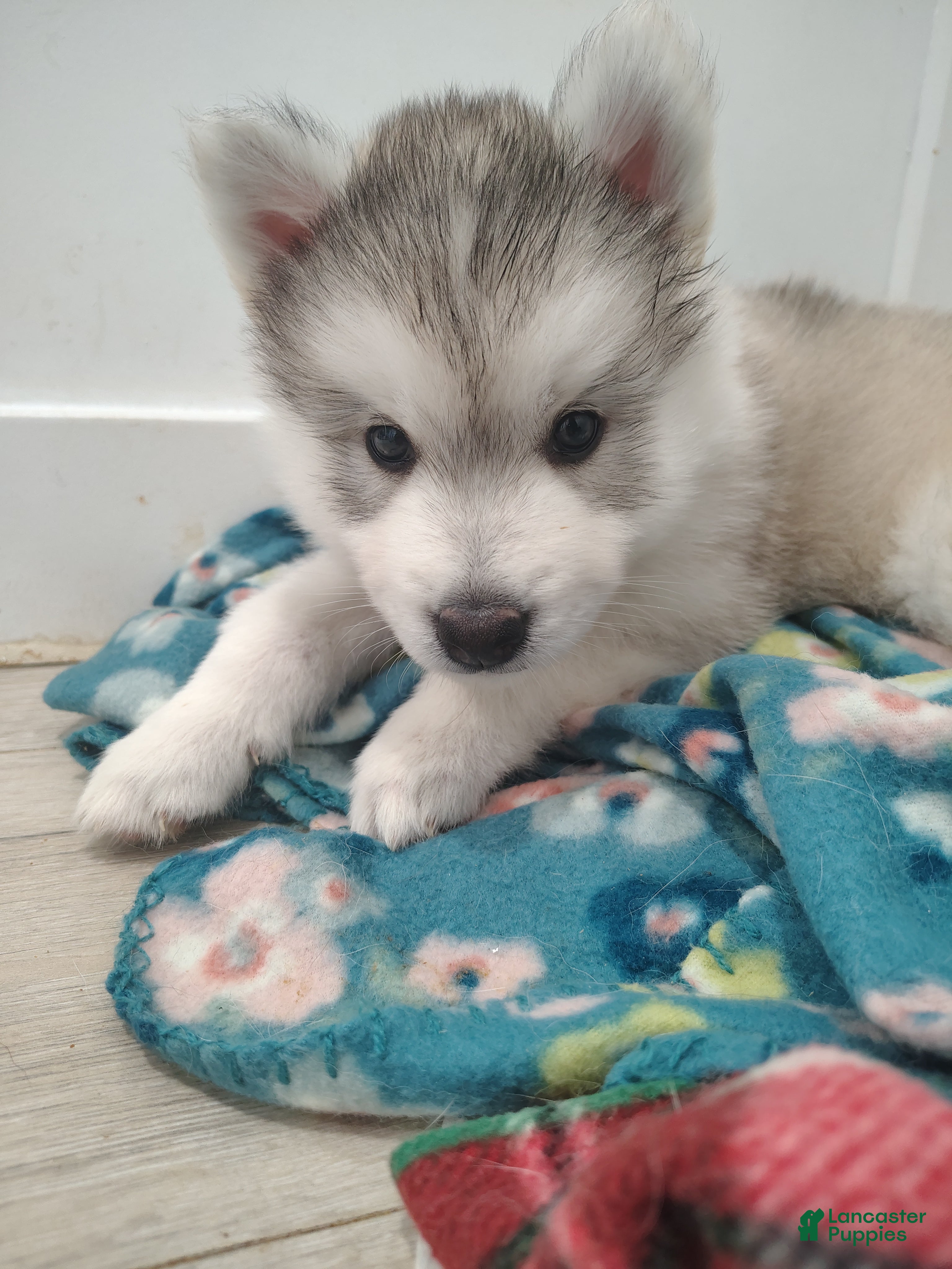 Gerberian Shepsky dogs Gerberian Shepsky Puppy 6 - Ad 5