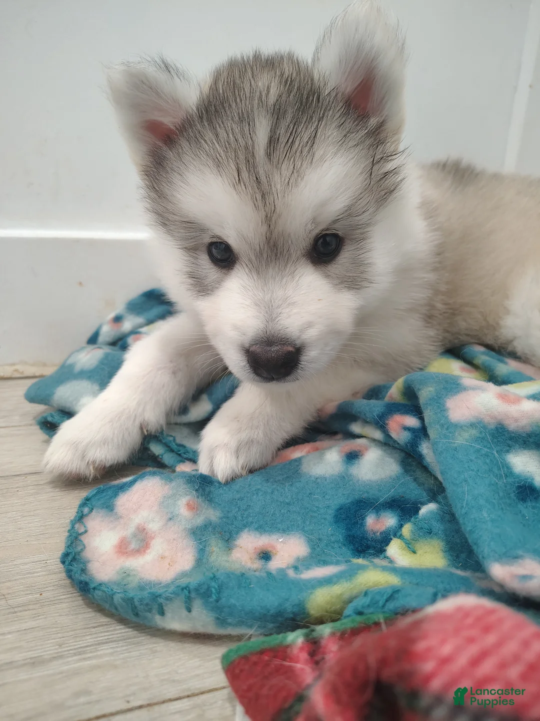 Gerberian Shepsky dogs for sale: Gerberian Shepsky Puppy 6 - Ad 1