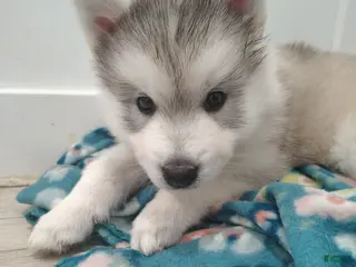 Gerberian Shepsky dogs Gerberian Shepsky Puppy 6 - Ad 20