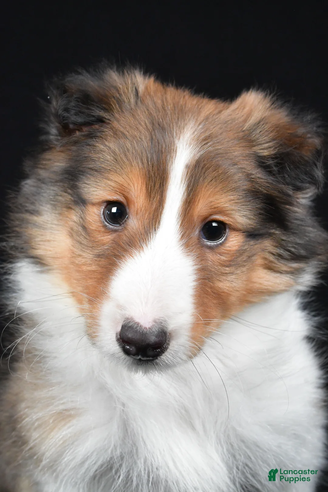 Shetland Sheepdog dogs for sale: Maggie - Ad 6