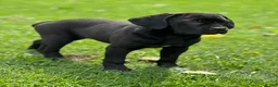 Cane Corso dogs for sale: Cane Corso Socks  - Ad 2