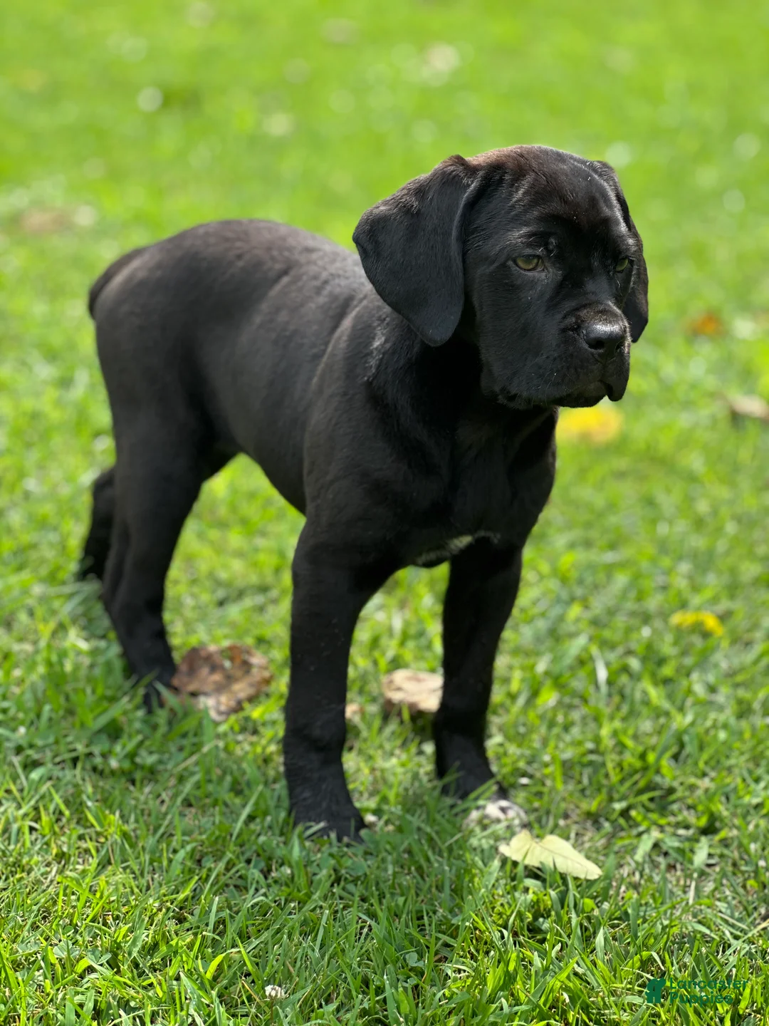Cane Corso dogs for sale: Cane Corso Socks  - Ad 2